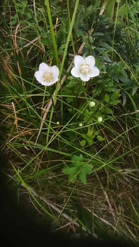 Parnassia palustris (marsh grass-of-Parnassus)