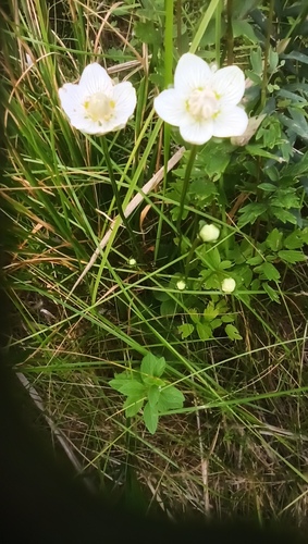 Parnassia palustris (marsh grass-of-Parnassus)