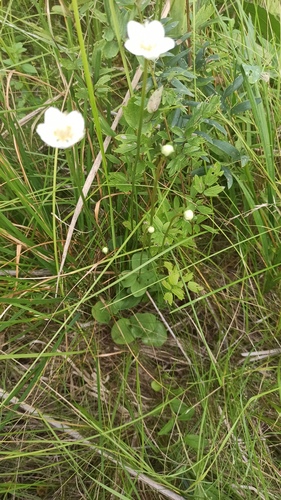 Parnassia palustris (marsh grass-of-Parnassus)