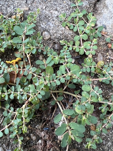 Euphorbia serpens (creeping spurge) (alternate view 2)