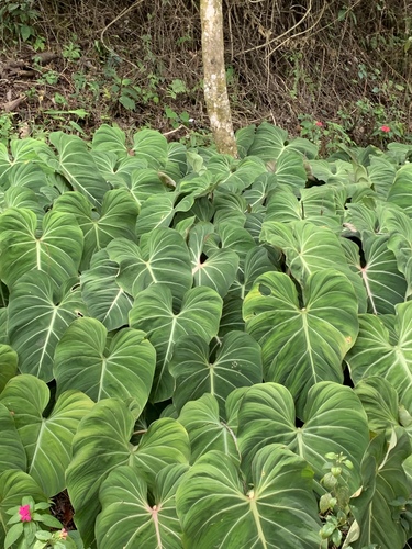 Philodendron gloriosum (Glorious Philodendron)