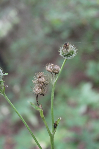 Arctium (burdocks) (alternate view 7)