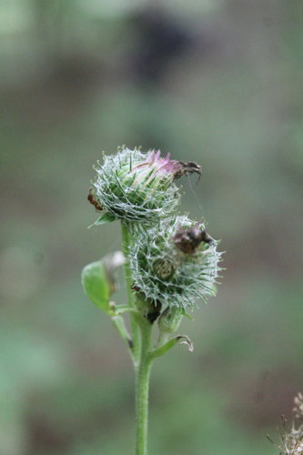 Arctium (burdocks) (alternate view 6)