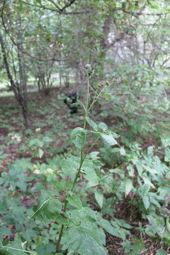 Arctium (burdocks) (alternate view 5)