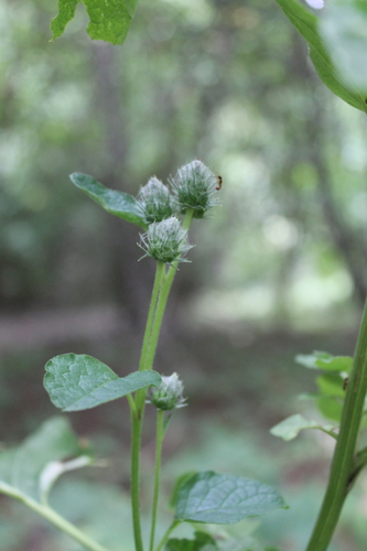 Arctium (burdocks) (alternate view 4)