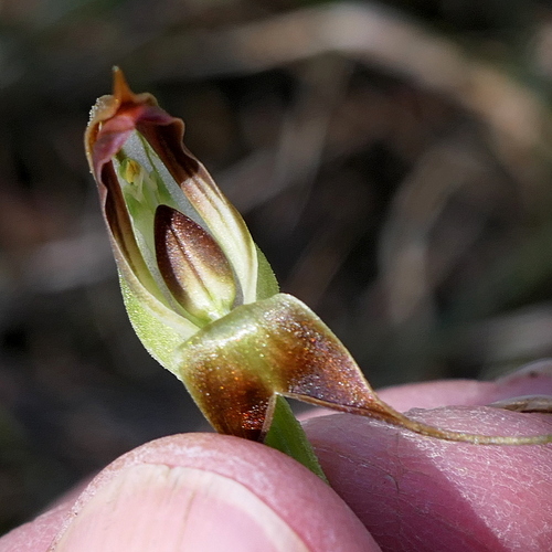 Pterostylis pedunculata (maroonhood) (alternate view 8)