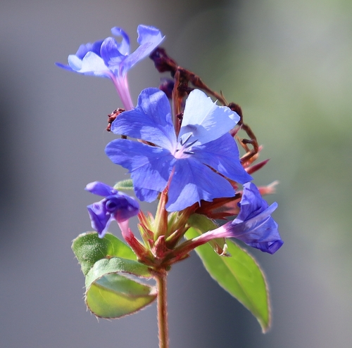 Ceratostigma plumbaginoides (Leadwort) (alternate view 5)