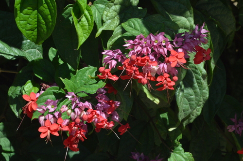 Clerodendrum × speciosum (Red Bleeding Heart Vine) (alternate view 3)
