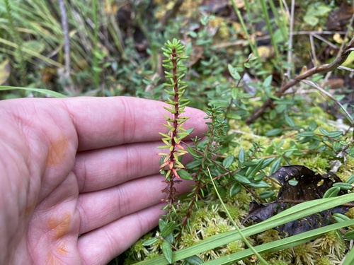 Empetrum nigrum (black crowberry)