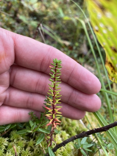 Empetrum nigrum (black crowberry)