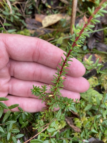 Empetrum nigrum (black crowberry)