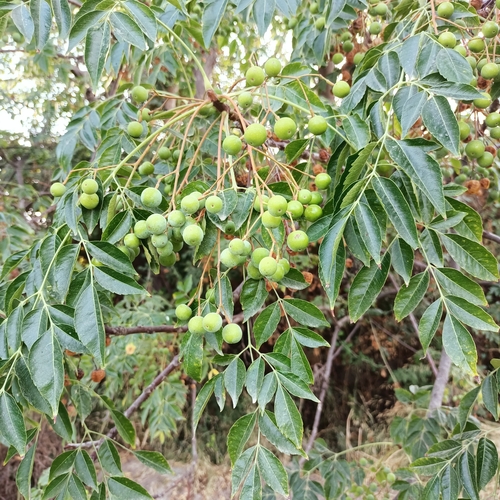 Melia azedarach (Chinaberry)