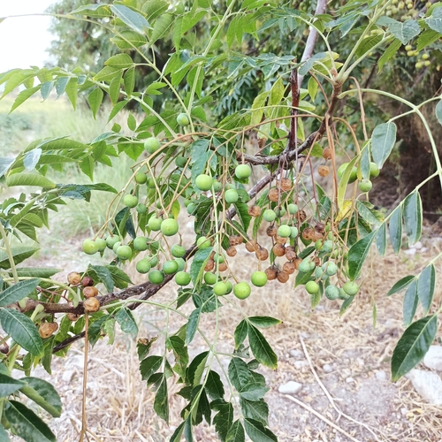 Melia azedarach (Chinaberry)