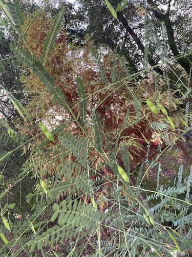 Sesbania vesicaria (Bladder Pod) (alternate view 3)
