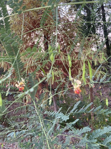 Sesbania vesicaria (Bladder Pod) (alternate view 4)