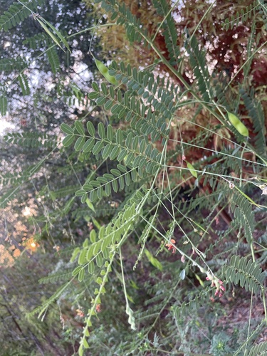 Sesbania vesicaria (Bladder Pod) (alternate view 5)