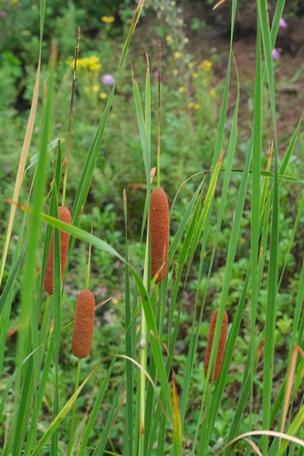 Typha orientalis (Oriental Cattail)