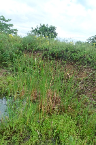 Typha orientalis (Oriental Cattail) (alternate view 2)