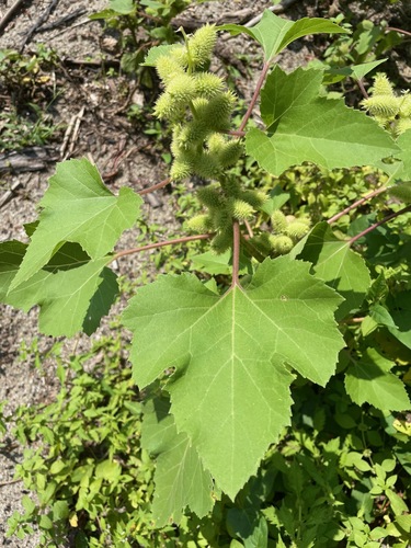 Xanthium (Cockleburs) (alternate view 4)