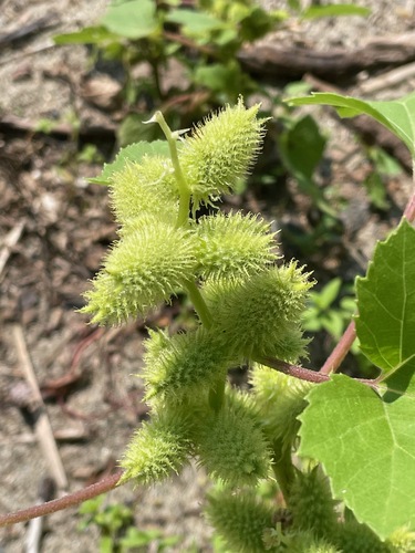 Xanthium (Cockleburs) (alternate view 5)