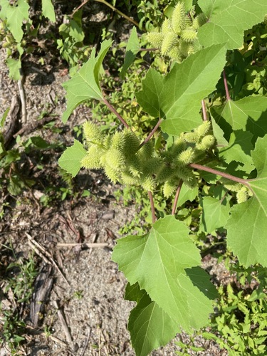 Xanthium (Cockleburs) (alternate view 6)