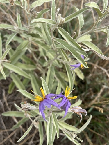 Solanum elaeagnifolium (silverleaf nightshade)