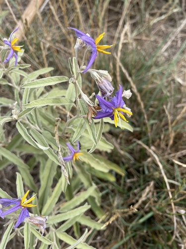Solanum elaeagnifolium (silverleaf nightshade)
