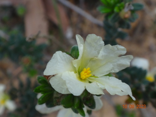 Hibbertia sericea (Silky Guinea-flower) (alternate view 7)