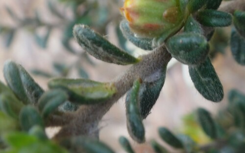 Hibbertia sericea (Silky Guinea-flower) (alternate view 8)