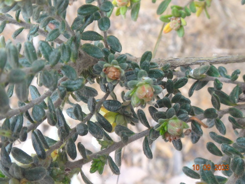 Hibbertia sericea (Silky Guinea-flower) (alternate view 9)