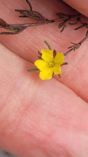 Hibbertia fasciculata (bundled hibbertia) (alternate view 6)