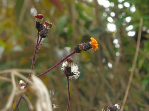 Gynura aurantiaca (Purple Passion Plant) (alternate view 6)