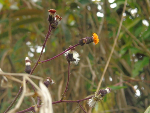 Gynura aurantiaca (Purple Passion Plant) (alternate view 5)