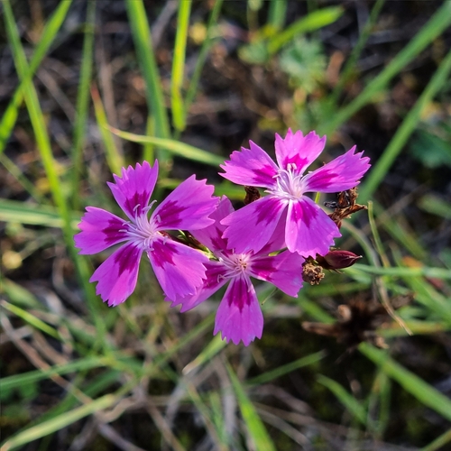 Dianthus carthusianorum (Carthusian Pink) (alternate view 4)