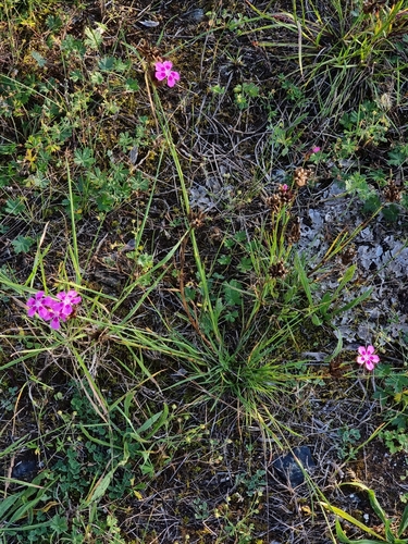 Dianthus carthusianorum (Carthusian Pink) (alternate view 5)