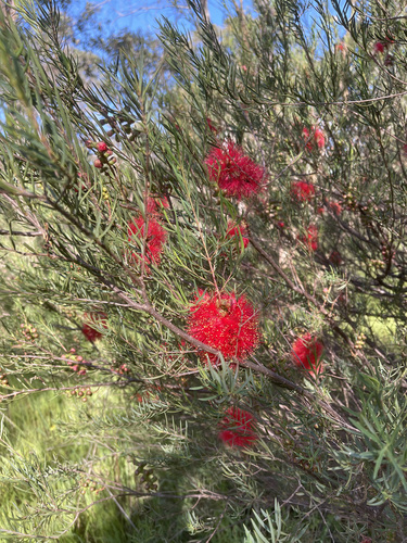 Melaleuca fulgens (alternate view 13)