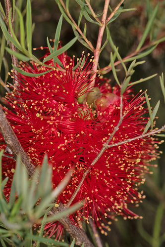 Melaleuca fulgens (alternate view 14)