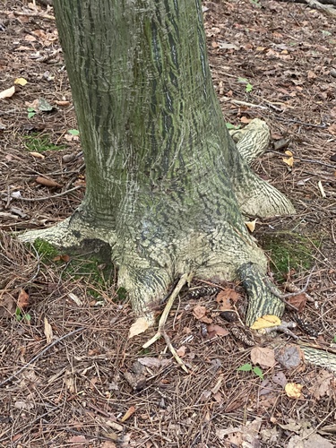 Acer tegmentosum (Manchurian Striped Maple)
