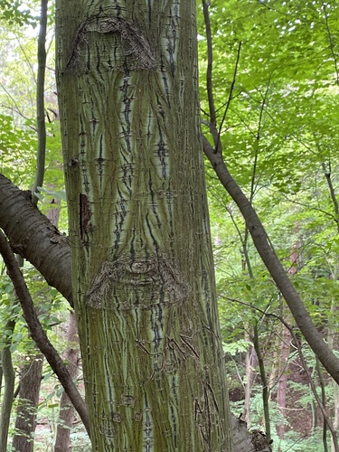 Acer tegmentosum (Manchurian Striped Maple)