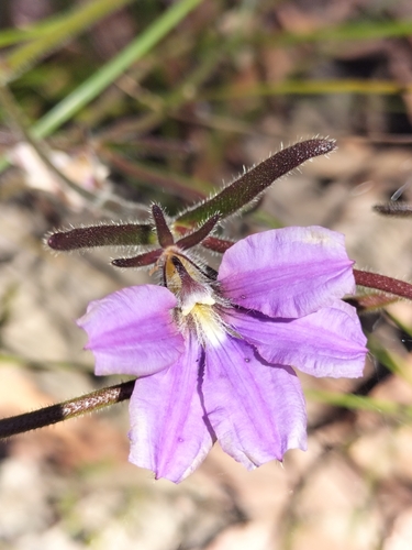 Scaevola ramosissima (Hairy Fan-flower) (alternate view 9)