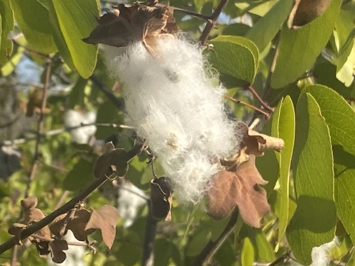 Gossypium (Cottons) (alternate view 7)