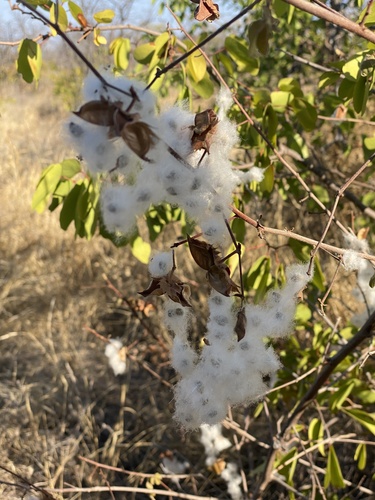 Gossypium (Cottons) (alternate view 8)