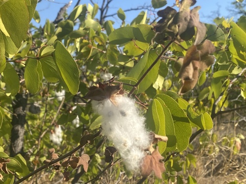 Gossypium (Cottons) (alternate view 9)