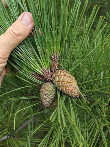 Pinus thunbergii (Japanese Black Pine) (alternate view 4)