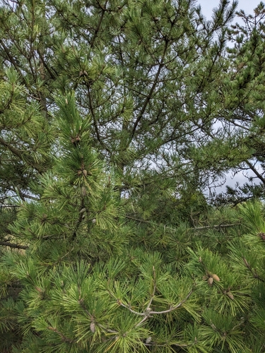 Pinus thunbergii (Japanese Black Pine) (alternate view 5)