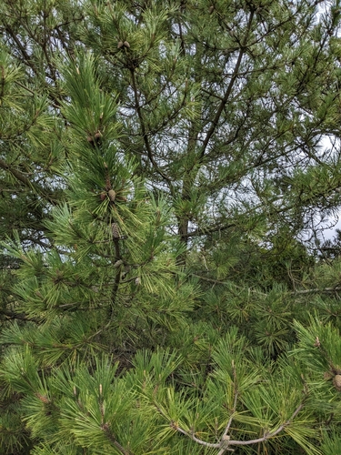 Pinus thunbergii (Japanese Black Pine) (alternate view 6)