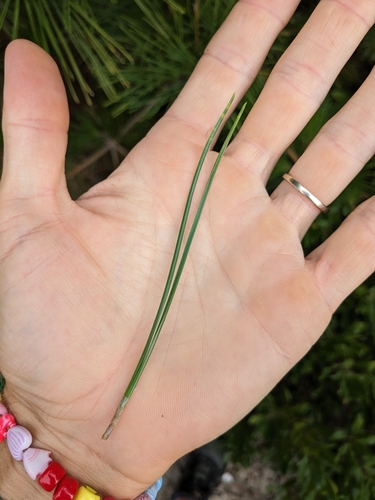 Pinus thunbergii (Japanese Black Pine) (alternate view 7)