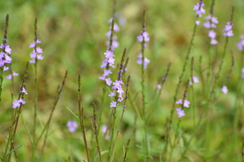 Verbena halei (Texas vervain) (alternate view 10)