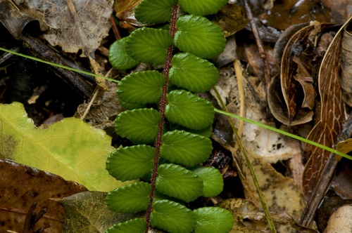 Pellaea rotundifolia (Button Fern)