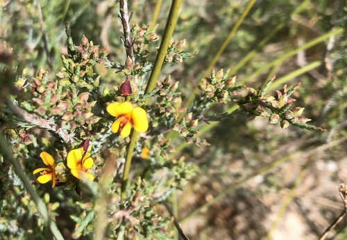 Eutaxia microphylla (common eutaxia) (alternate view 8)